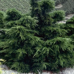 25-30 cm