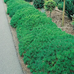 25-30 cm