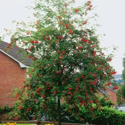 150-200 cm