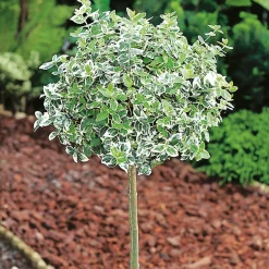 80-90 cm