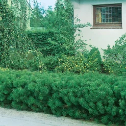 30-35 cm