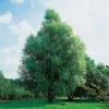 100-120 cm