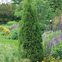 50-60 cm
