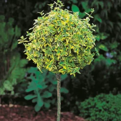80-90 cm