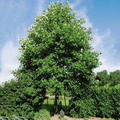 100-125 cm