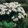 20-25 cm