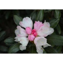 20-25 cm