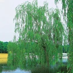 150-200 cm