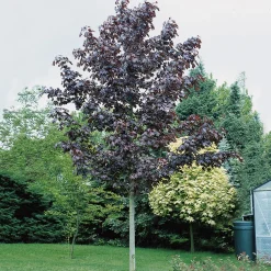150-200 cm Acer Platanoides Royal Red