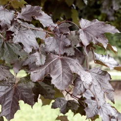 150-200 cm Acer Platanoides Royal Red