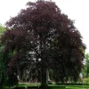 125-150 cm Fagus Sylvatica Riversii