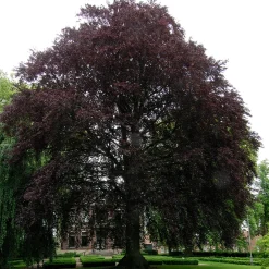 125-150 cm Fagus Sylvatica Riversii