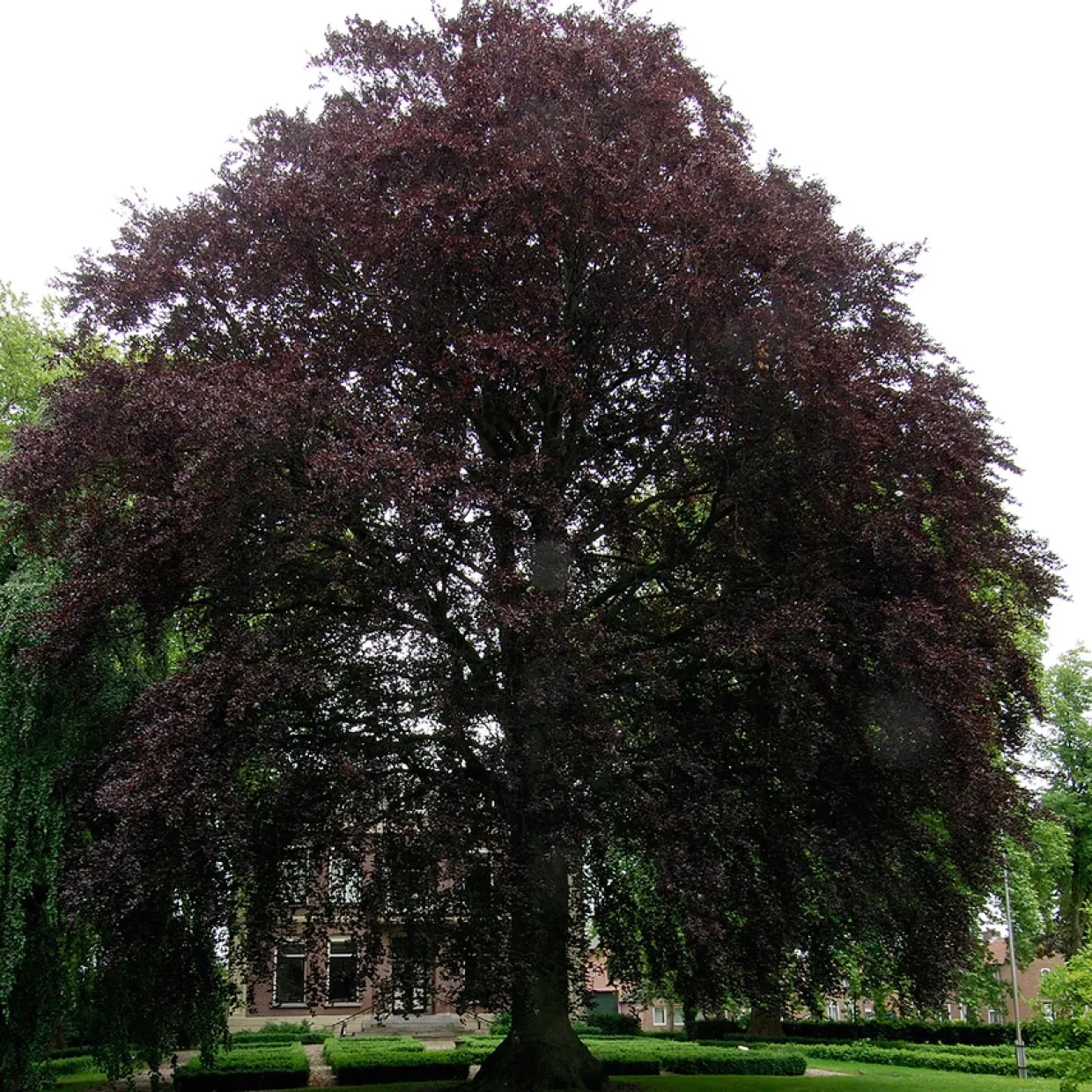 125-150 cm Fagus Sylvatica Riversii