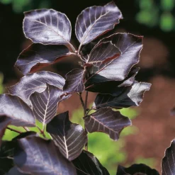 125-150 cm Fagus Sylvatica Riversii