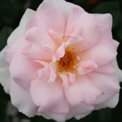 A Whiter Shade of Pale