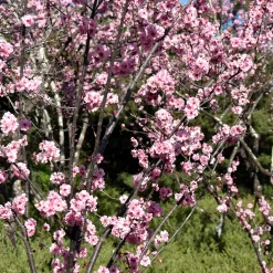 Accolade, Rosa Blomning, 100-120 cm