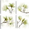 Admiration Of Magnolia
