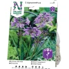 Agapanthus