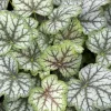 Alunrot Green Spice