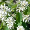Amelanchier Alnifolia 50-80 cm