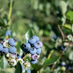 Amerikanskt Blåbär Vaccinium Corymbosum Reka