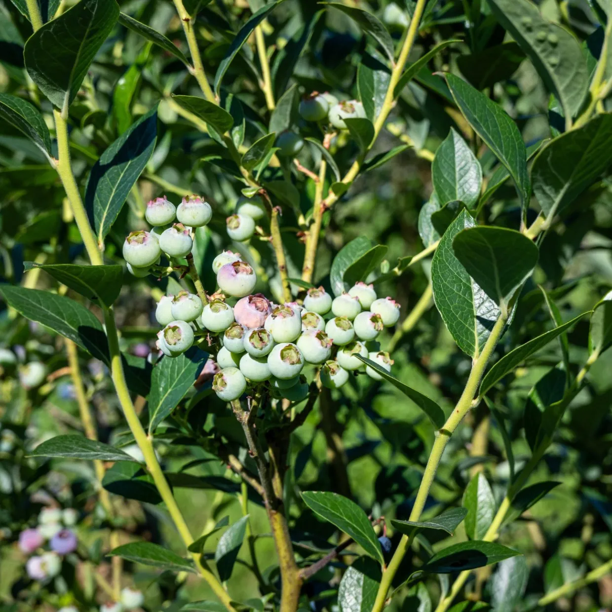 Amerikanskt Blåbär Vaccinium Corymbosum Reka
