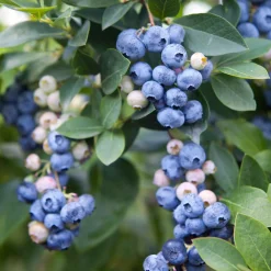 Amerikanskt Vaccinium Olle