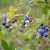Amerikanskt Vaccinium Roxy Blue