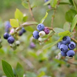 Amerikanskt Vaccinium Roxy Blue