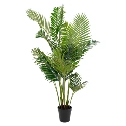 Areca 175 cm