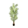 Areca Palm