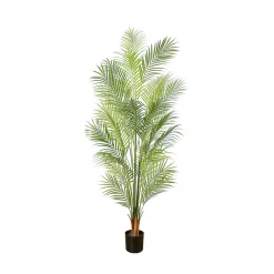 Areca Palm