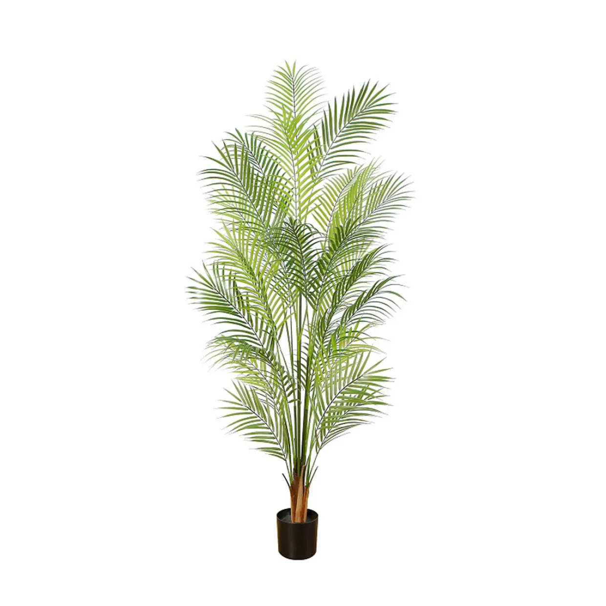 Areca Palm