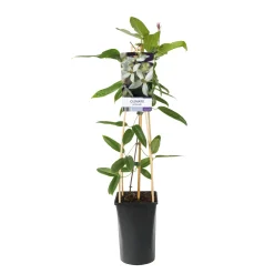 Armandii 40-60 cm