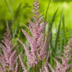 Astilbe Erika