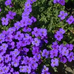 Aubrieta Blaumeise
