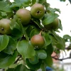 Augustipäron