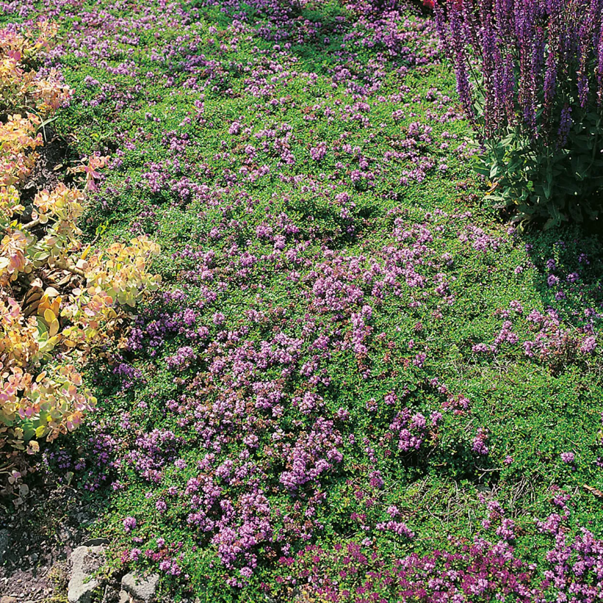 Backtimjan Omnia Garden Bygghemma.se