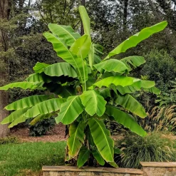 Basjoohampa Med Stora Exotiska Blad