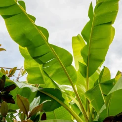 Basjoohampa Med Stora Exotiska Blad