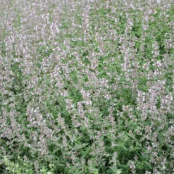Bergnepeta Amelia