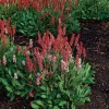 Bergormrot Darjeeling Red