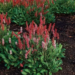 Bergormrot Darjeeling Red