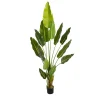 Bird of Paradise