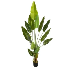 Bird of Paradise