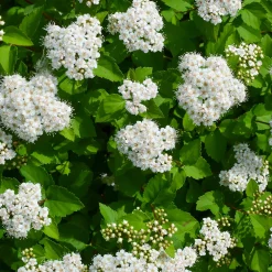 Björkspirea Tor E