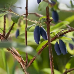 Blåbärstry Lonicera Caerule Akamtschatica Aurora