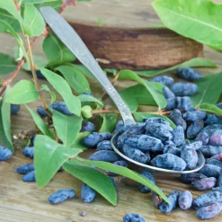 Blåbärstry Lonicera Caerule Akamtschatica Aurora