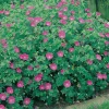 Blodnäva Geranium Sanguineum
