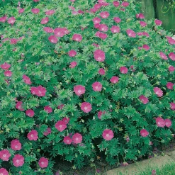 Blodnäva Geranium Sanguineum